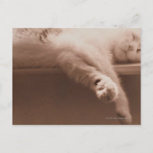Sleeping Cat Postcard
