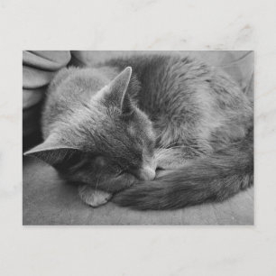 Sleeping Cat postcard