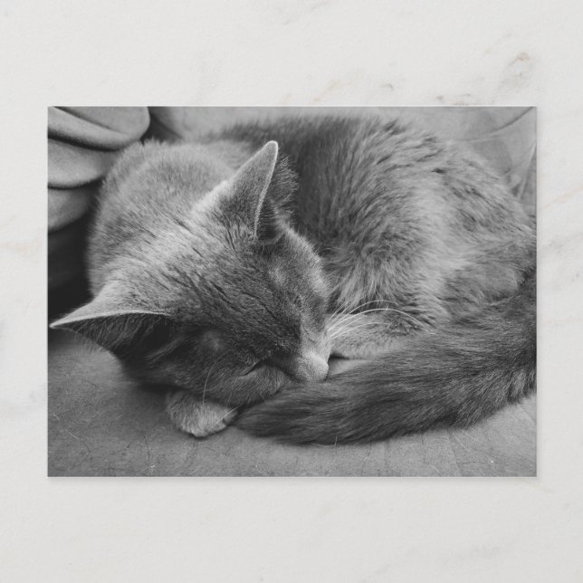 Sleeping Cat postcard (Front)