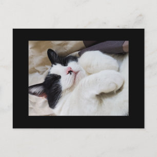 Sleeping cat postcard