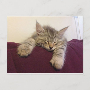 Sleeping cat postcard