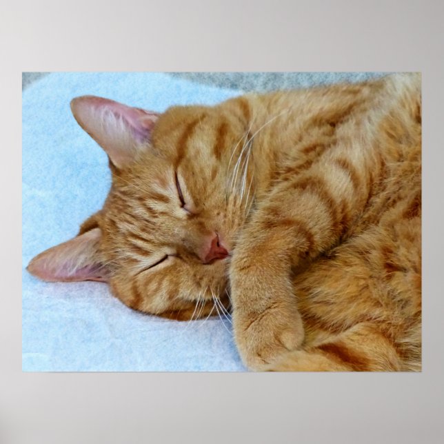 Sleeping Cat Poster (Front)