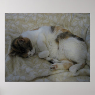 Sleeping Cat Poster