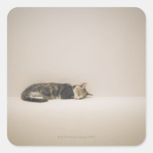 Sleeping cat square sticker