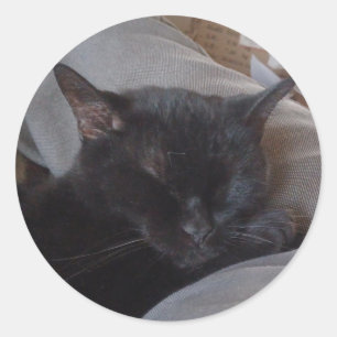 Sleeping cat sticker