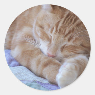 sleeping cat sticker