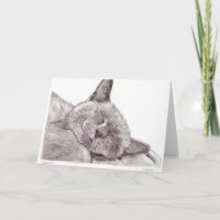 Sleeping Cat