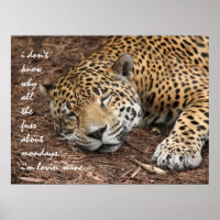 Sleeping Cheetah, why all the fuss about Monday?