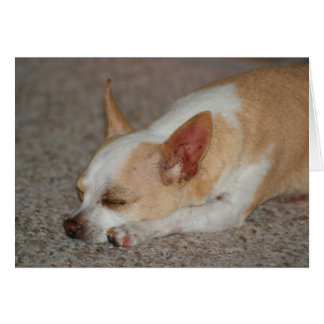 Sleeping Chihuahua