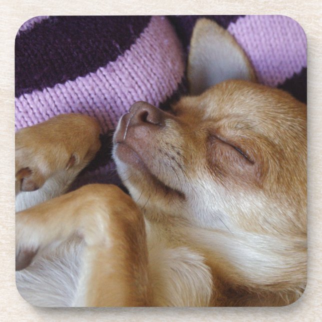 Sleeping Chihuahua Coaster (Front)