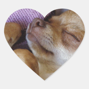 Sleeping Chihuahua Heart Sticker