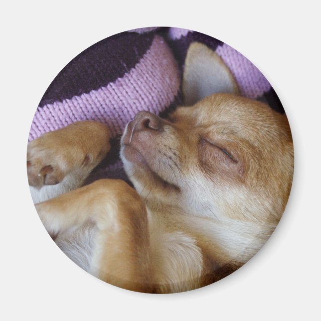 Sleeping Chihuahua Magnet (Front)