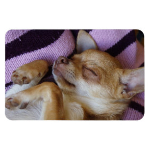 Sleeping Chihuahua Magnet