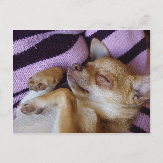 Sleeping Chihuahua Postcard (Front)