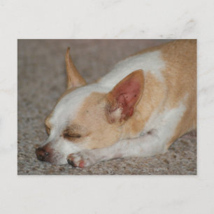 Sleeping Chihuahua Postcard