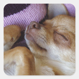 Sleeping Chihuahua Square Sticker