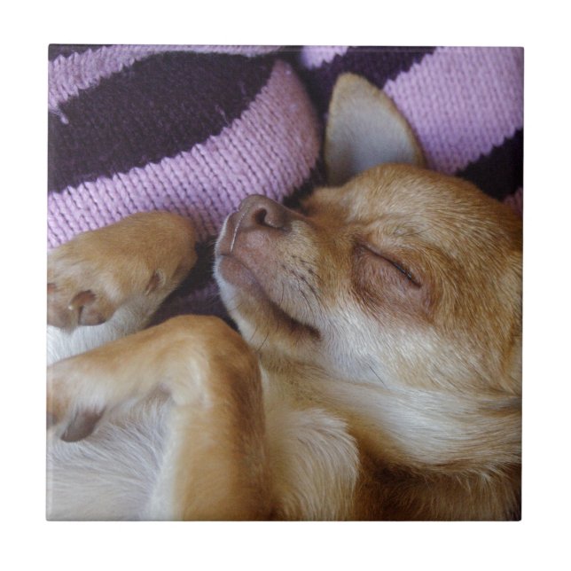 Sleeping Chihuahua Tile (Front)