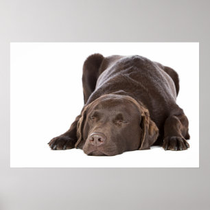 Sleeping Chocolate Labrador Poster