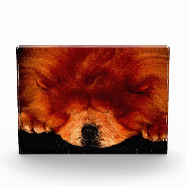 Sleeping Chow Chow pbcna Photo Block (Front)