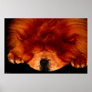 Sleeping Chow Chow wapcn Poster