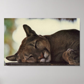 Sleeping Cougar Print
