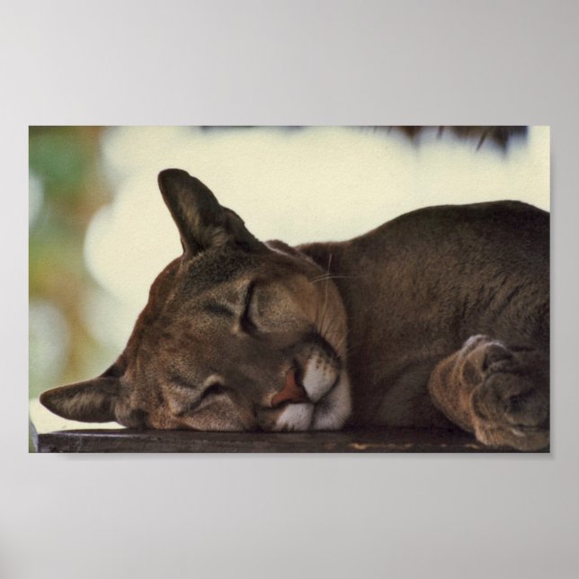 Sleeping Cougar Print (Front)
