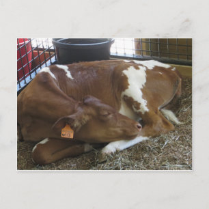 Sleeping Cow Postcard