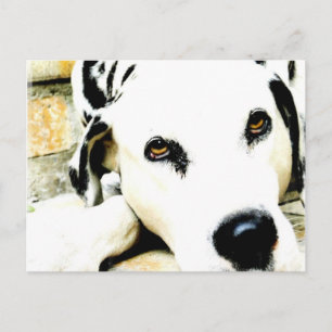 Sleeping Dalmatian Postcards