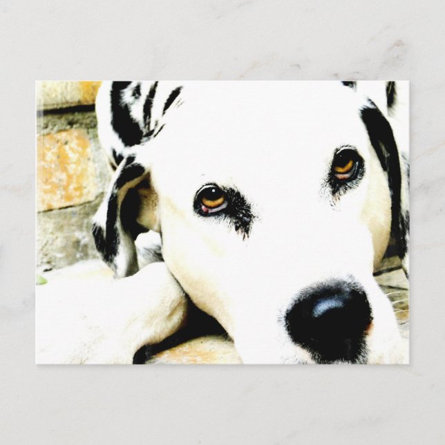 Sleeping Dalmatian Postcards (Front)