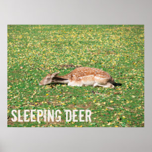 Sleeping Deer in hibernation in autumn on meadow Poster