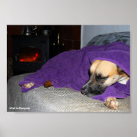 Sleeping Dog by Fireplace