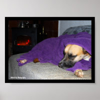 Sleeping Dog by Fireplace