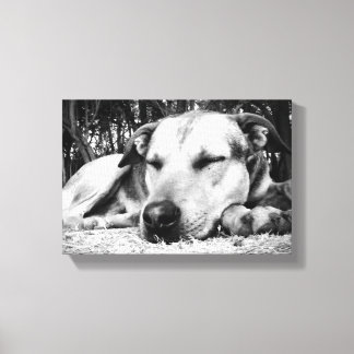 Sleeping Dog Canvas Print