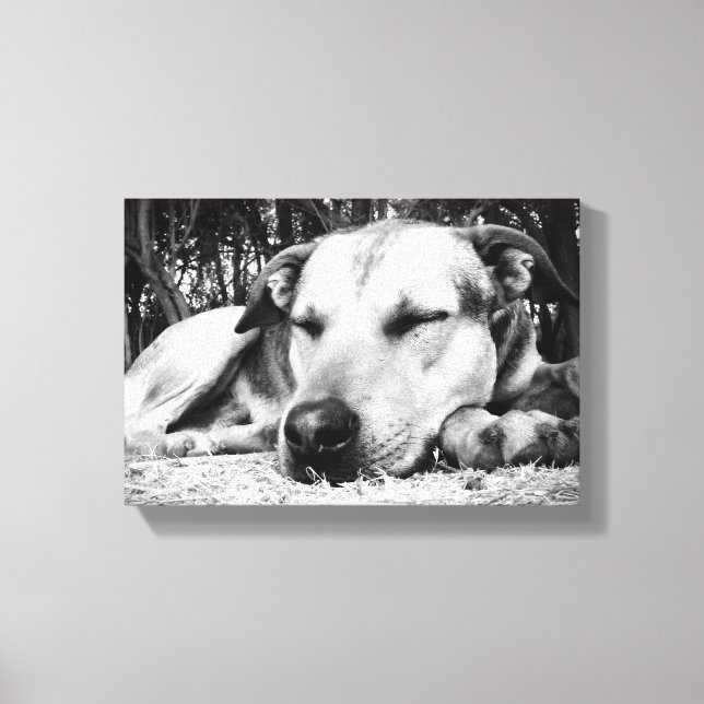 Sleeping Dog Canvas Print (Front)