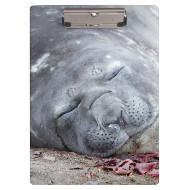 Sleeping elephant seal clipboard (Front)