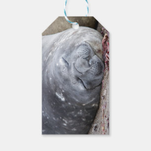 Sleeping elephant seal gift tags