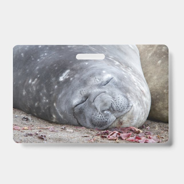 Sleeping elephant seal ID badge (Front)