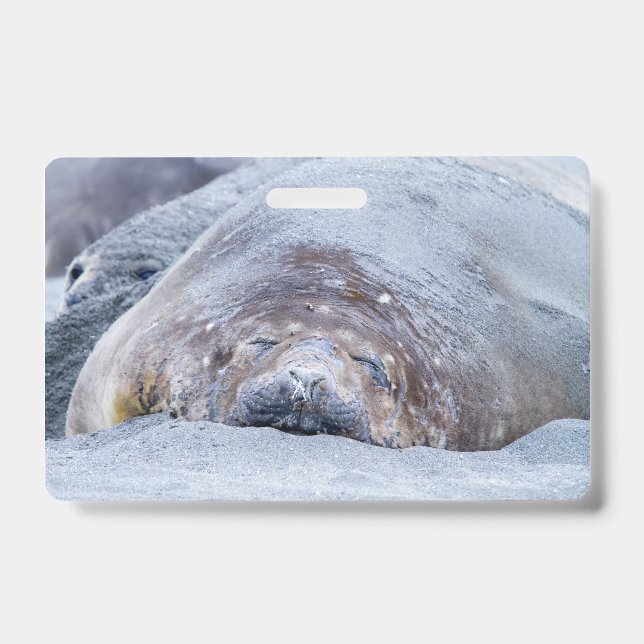 Sleeping elephant seal ID badge (Front)