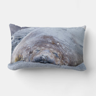 Sleeping elephant seal lumbar cushion