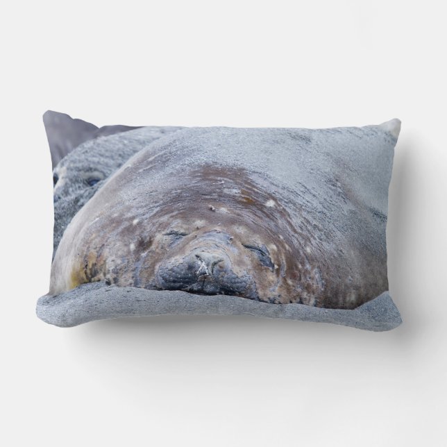Sleeping elephant seal lumbar cushion (Front)