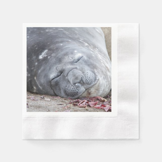 Sleeping elephant seal napkin (Front)