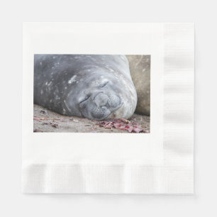 Sleeping elephant seal napkin