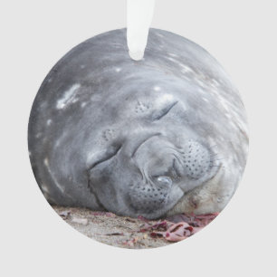 Sleeping elephant seal ornament