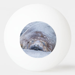 Sleeping elephant seal ping pong ball
