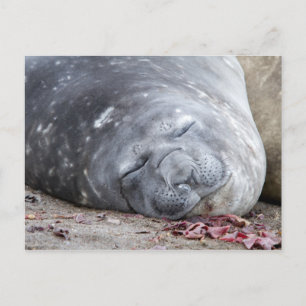 Sleeping elephant seal postcard
