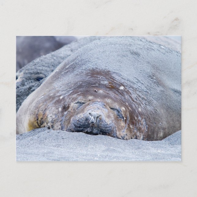 Sleeping elephant seal postcard (Front)