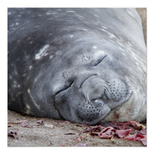Sleeping elephant seal poster (Front)