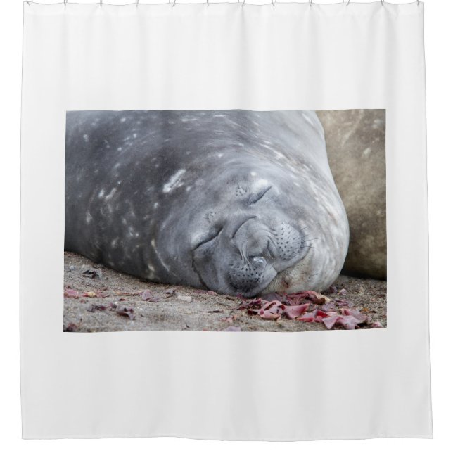 Sleeping elephant seal shower curtain (Front)