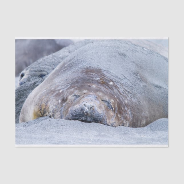 Sleeping elephant seal tissue paper (Front)