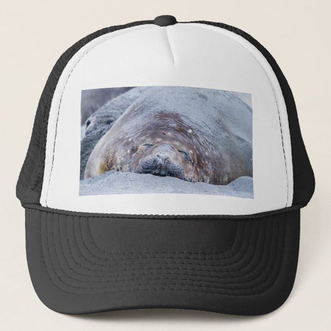 Sleeping elephant seal trucker hat (Front)